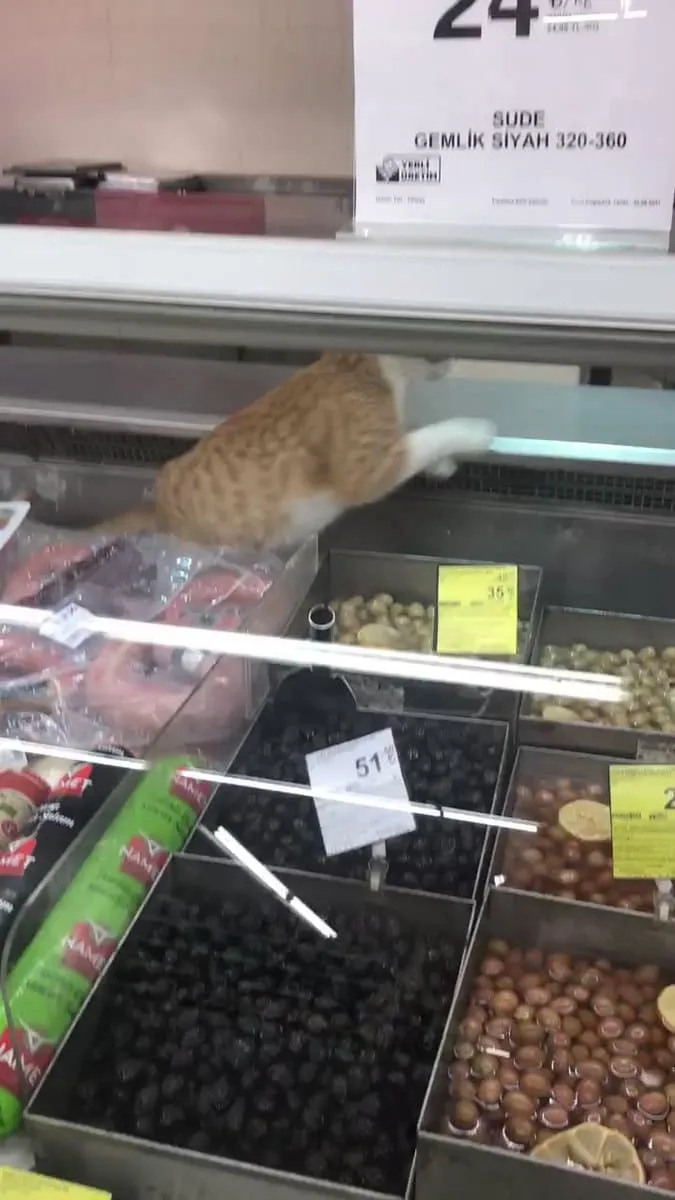 Markette kedi rezaleti! Şarküteri reyonunda fink attı! O anlar saniye saniye kaydedildi