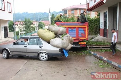 Doğu Karadeniz’de çay hasadı sonrası otomobiller çayların içinde kayboldu
