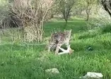 Tunceli Hozat'ta belgeselleri aratmayan anlar! Vaşak'ın kediyi avlama anları saniye saniye kamerada