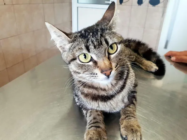 21-aralik-oncesinde-mugla-marmariste-sokak-kedilerinin-ortadan-kaybolmasi-satanizm-iddialarini-gundeme-getirdi-1608366467638.jpg 21 Aralık öncesinde Muğla Marmaris'te sokak kedilerinin ortadan kaybolması satanizm iddialarını gündeme getirdi-7