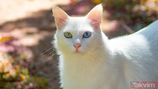 Türkiye sandınız ama değil! 74 milyonla dünyanın en çok kedi besleyen ülkesi açıklandı - 2