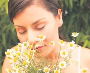 Sırt ağrılarına papatya