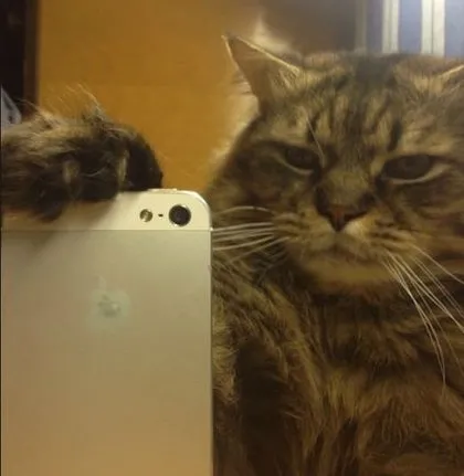 Kediler selfie çekerse!