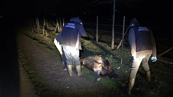 1676317783680.jpg Düzce'de şarbon paniği! 4 büyükbaş ölü bulundu-2