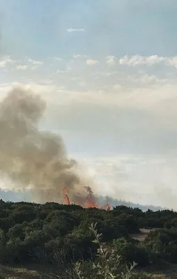 Çanakkale'de orman yangını!