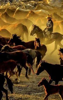 Erciyes eteklerinde yılkı atları