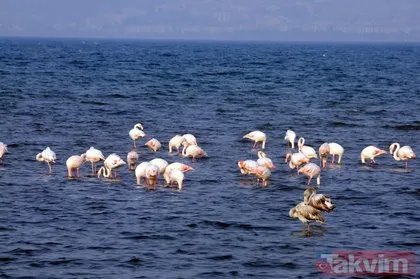 İzmit Körfezi’ne inen yüzlerce flamingo renkli görüntüler oluşturdu