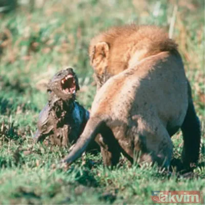 Cesur aslan onlarca sırtlanın arasında girdi! Vahşi doğada şoke eden kare! Sonrasında ise kaçınılmaz ölüm - 11