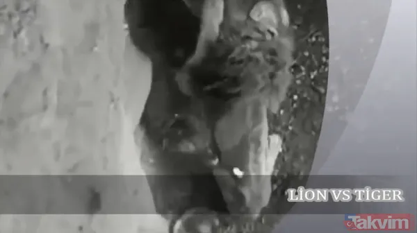 Ava giderken avlandı! Bir anda bufaloların arasında kalan aslanın zor anları (Aslan - Bufalo kavgası) - 46