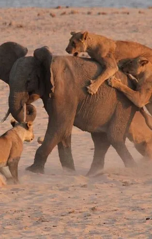 Bakın sonrasında ne oldu? Vahşi kapışma...