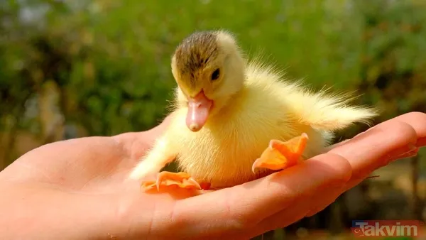 Rüyada ördek yavrusu görmek neye işarettir? Rüyada ördek yavrusu görmek ne anlama gelir? Rüyada ördek yavrusu görmenin yorumu nedir? - 6
