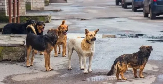 4 bakanlıktan kapsamlı çalışma! Başıboş sokak köpekleri sorununun çözümü için yasa tasarısı yolda: Tarih belli oldu | İngiltere modeli mi gelecek?