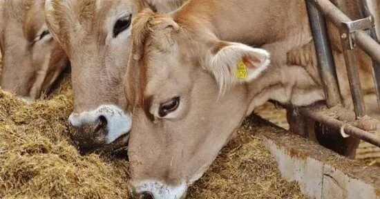 gubre-ve-yem-fiyatlari-dustu-mu-gubre-fiyatlarinda-indirim-yapildi-mi-yem-fiyatlari-guncel-fiyatlari-kac-tl-kompoze-ure-1640248401603.jpg Yem fiyatları güncel fiyatları kaç TL? Kompoze, üre... Gübre ve yem fiyatları düştü mü? Gübre fiyatlarında indirim yapıldı mı?-2