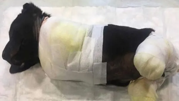 Bacakları kesilen köpekle ilgili Sakarya Valisi Balkanlıoğlu'ndan açıklama-2