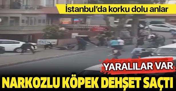 İstanbul Maltepe'de 'narkozlu' köpek dehşeti