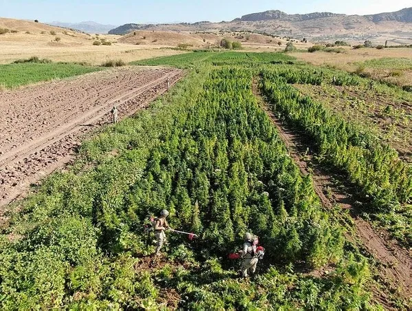 icisleri-bakani-ali-yerlikaya-acikladi-diyarbakirda-2-ton-120-kg-esrar-ile-13-milyon-514-bin-550-kok-kenevir-e-1695223745261.jpeg İçişleri Bakanı Ali Yerlikaya açıkladı! Diyarbakır'da 2 ton 120 kg esrar ile 13 milyon 514 bin 550 kök kenevir ele geçirildi-3