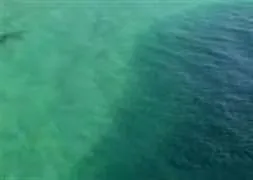 Yüzlerce köpekbalığı saldırdı