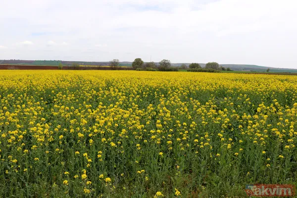 Trakya'da kanola yerini tekrar ayçiçeğe bıraktı - 11