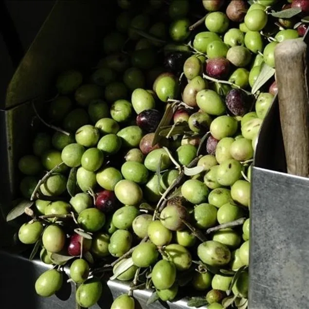 Bağırsaklara yeşil zeytin