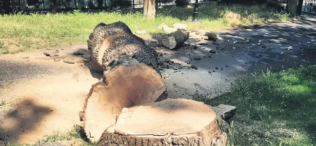 chpli-ibbnin-emirgan-korusundaki-agac-katliamini-ihbar-uzerine-baskin-yapan-orman-isletme-mudurlugu-durdu-1655427745043.jpg CHP'li İBB'nin Emirgan Korusu'ndaki ağaç katliamını ihbar üzerine baskın yapan Orman İşletme Müdürlüğü durdurdu-2