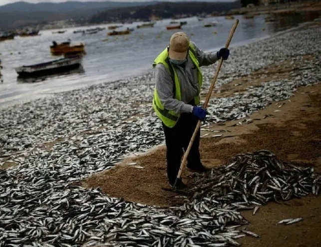 Şili’de binlerce ölü balık sahile vurdu
