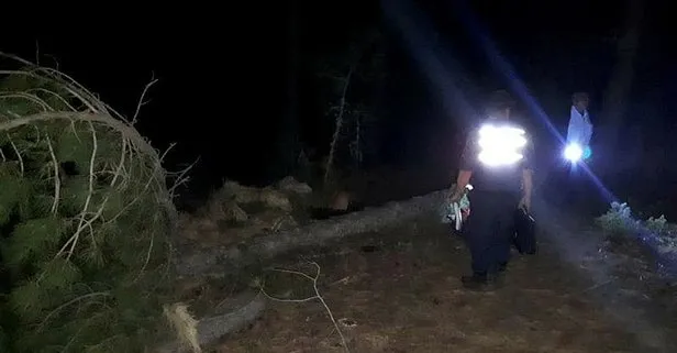 Kestiği ağaç sonu oldu