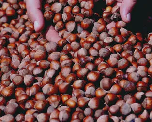 Yeşil altın harmana indi