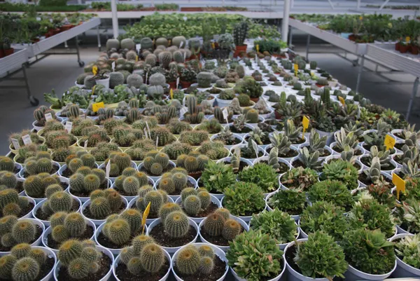 rizede-cay-bahcesini-sokunce-tepki-ceken-grubetci-vatandas-simdilerde-kaktus-taleplerine-yetisemiyor-1609139497981.jpg Koronavirüs salgınında kaktüs taleplerine yetişemiyor! Rizeli gurbetçi çay bahçesini söktü-8