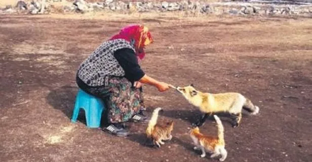 4 aydır tilki besliyor