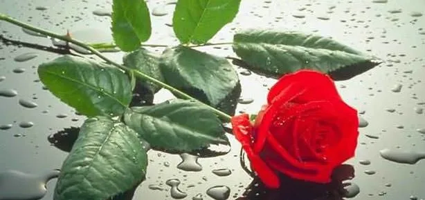 Ağrı kesici gül kokusu