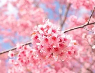 Sakura nedir? Japonca Sakura ne demek? Ne anlama geliyor?