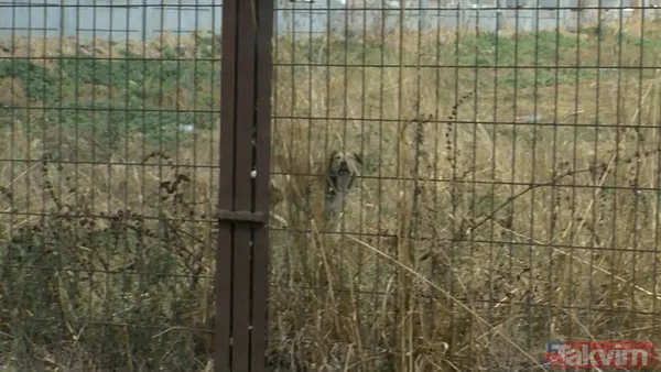 Fatih'te başıboş sokak köpeği vahşeti: 1 kişi hayatını kaybetti | Dehşeti anlattılar: Boğazını ısırıp kopartmışlar - 4