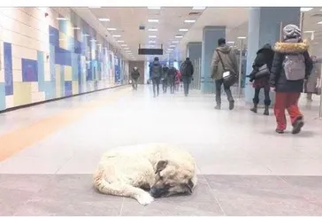 İBB’ye köpek ısırdı davası