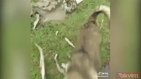 Yılan evcil köpeğe saldırdı! Dehşet dolu anlar... - 7