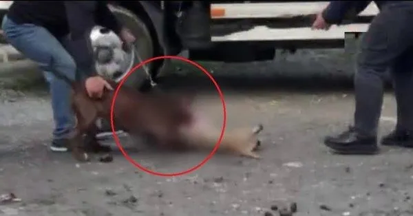 vahset-istanbulda-agizliksiz-dolastirilan-pitbull-kediye-saldirdi-1613942651473.jpeg