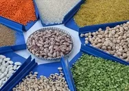 TMO, 2021 hububat ve bakliyat alım detaylarını belirledi: 10 gün içerisinde üreticilerin banka hesaplarına aktarılacak