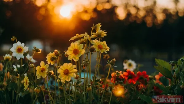 ↪ Bu Olayın Ardından, 8 Mart 1908'De New York'ta Kadın İşçiler, İş Hayatındaki Haklarını İyileştirmek Ve Kadınlara Oy Hakkı Tanınması İçin Gösteriler...