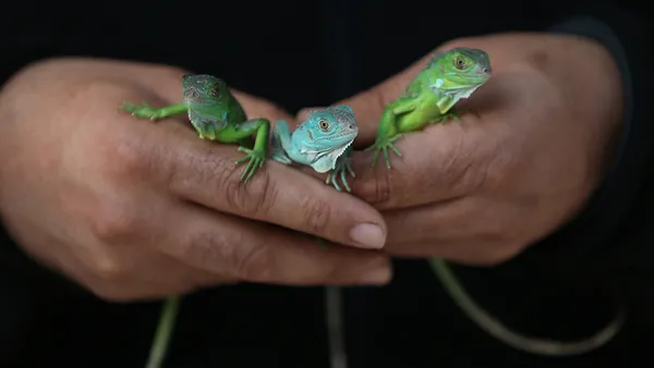 abdnin-florida-eyaletinde-halk-gokten-iguana-yagmasina-karsi-uyarildi-1608889642132.jpg ABD'nin Florida eyaletinde halk gökten iguana yağmasına karşı uyarıldı-8