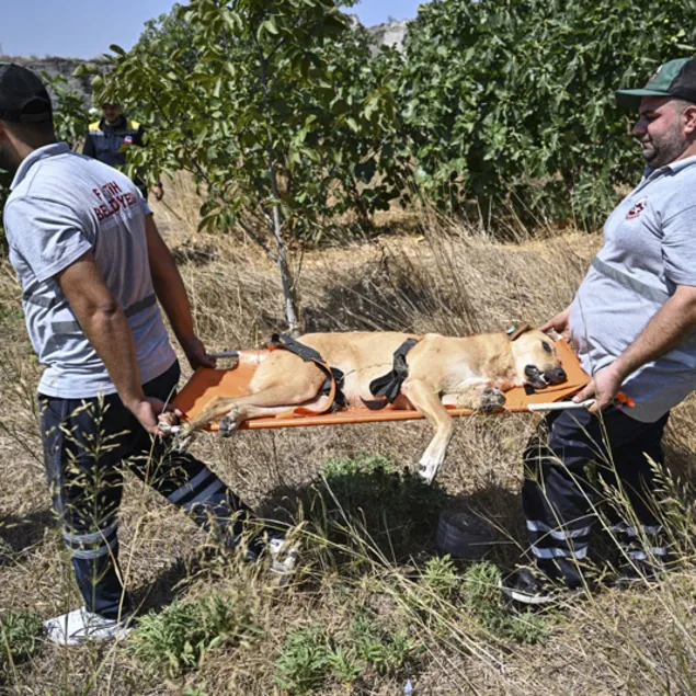 Başıboş köpekler toplanıyor!