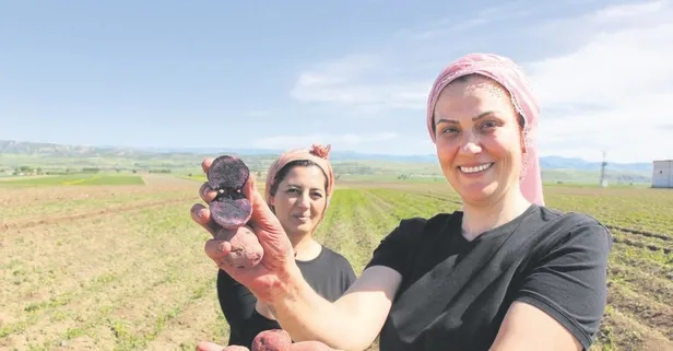 Cambridge mezunu kadın çiftçi, Eskişehir’de mor patates yetiştirmeye başladı!