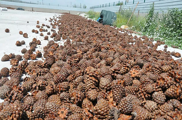 Kilosu 500 lirayı bulan künar için 30 metre yüksekte zorlu çalışma