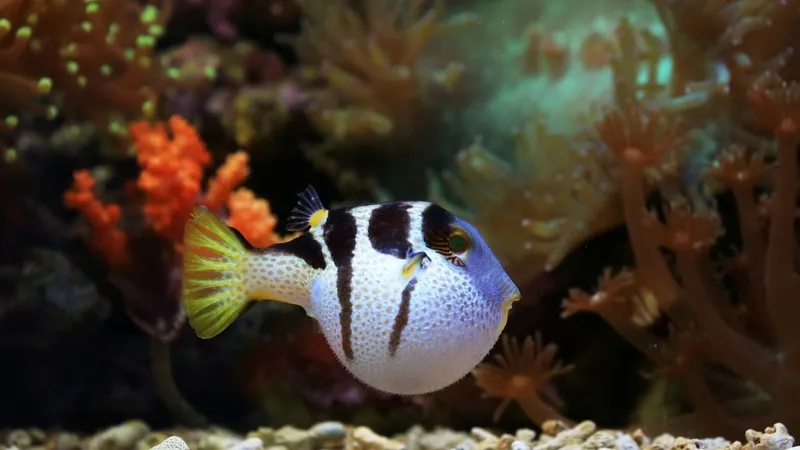 akdeniz-ve-ege-kiyilarinda-rekor-av-balon-baligi-yakalayana-35-tl-destek-1776858263304.jpg Akdeniz ve Ege kıyılarında rekor av: Balon balığı yakalayana 35 TL destek-5