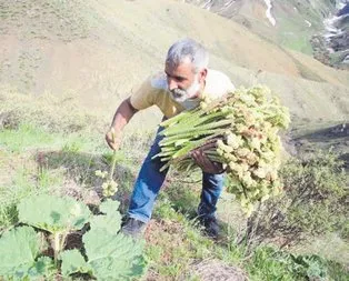 Kanseri ’ışgın’la!