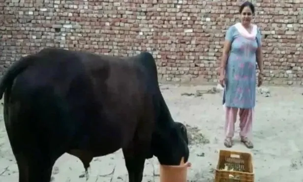 Hindistan'da boğa 40 gramlık altın takıyı yedi! Sahipleri dışkılamasını bekliyor-1