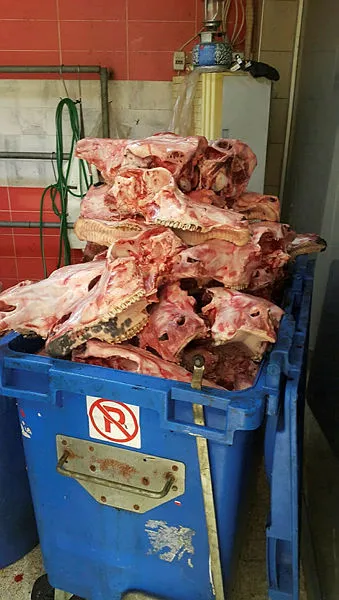 Adana'da mide bulandıran görüntü! Tonlarca kaçak kelle paça koronavirüse iyi geliyor diye vatandaşa yedireceklerdi!