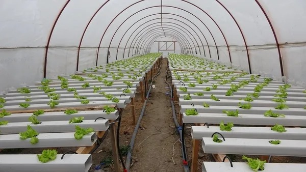 en-az-28-bin-tl-kazanmak-mumkun-istanbulda-memurluktan-istifa-eden-suleyman-dal-adana-kozanda-topraksiz-marul-1643630544702.jpg En az 28 bin TL kazanmak mümkün! İstanbul'da memurluktan istifa eden Süleyman Dal Adana Kozan'da topraksız marul üretimine başladı-7