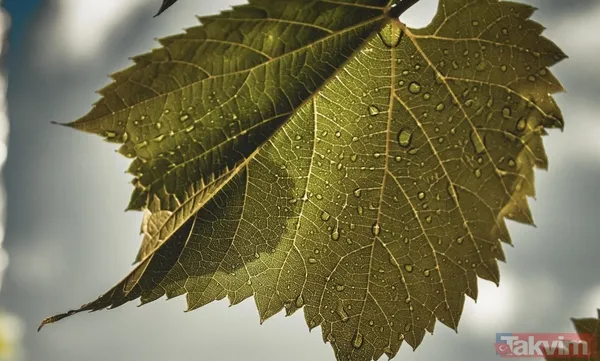 Kalem gibi incecik yapmanın sırrı buymuş! Çerez gibi yenen sarma tarifi - 4
