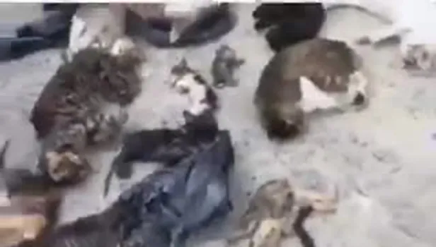 "CHP'li belediye 16 kediyi katletti" iddiası sosyal medyayı karıştırdı