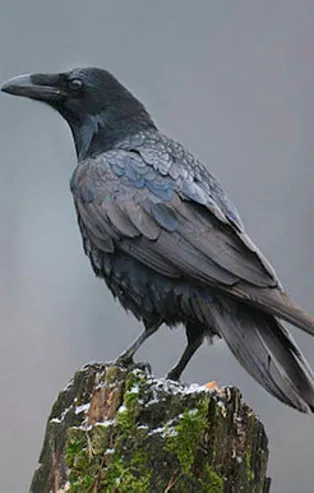 Rüyada karga görmek ne anlama gelir?