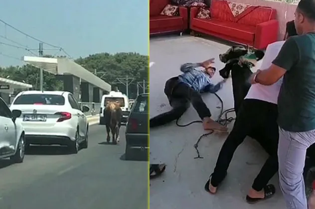 Antalya’da firari danalar trafiğe karışırken bir tanesi acemi kasabı betona fırlattı